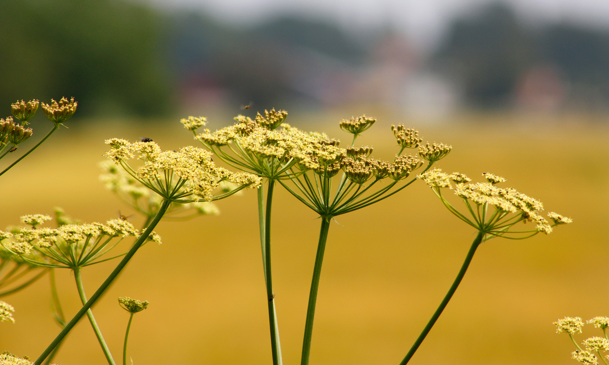 Flowers on a field.