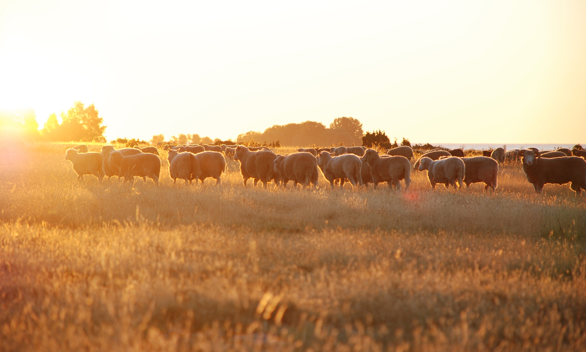 Sheep in sunset at Oland.