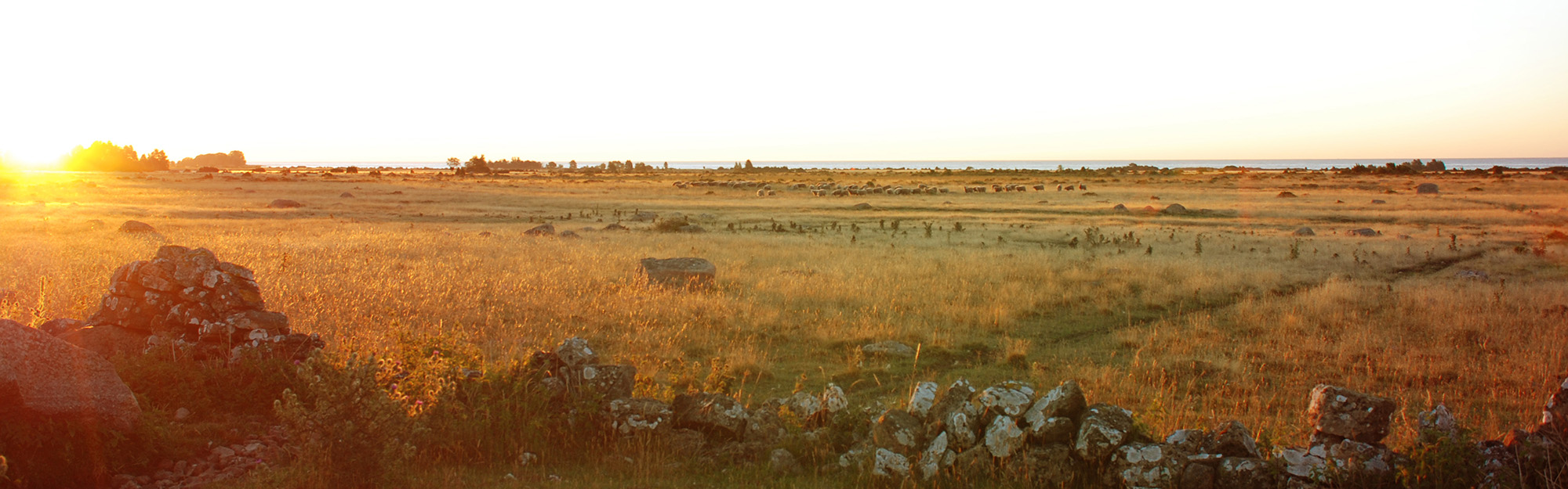 Landscape on Oland in sunset.