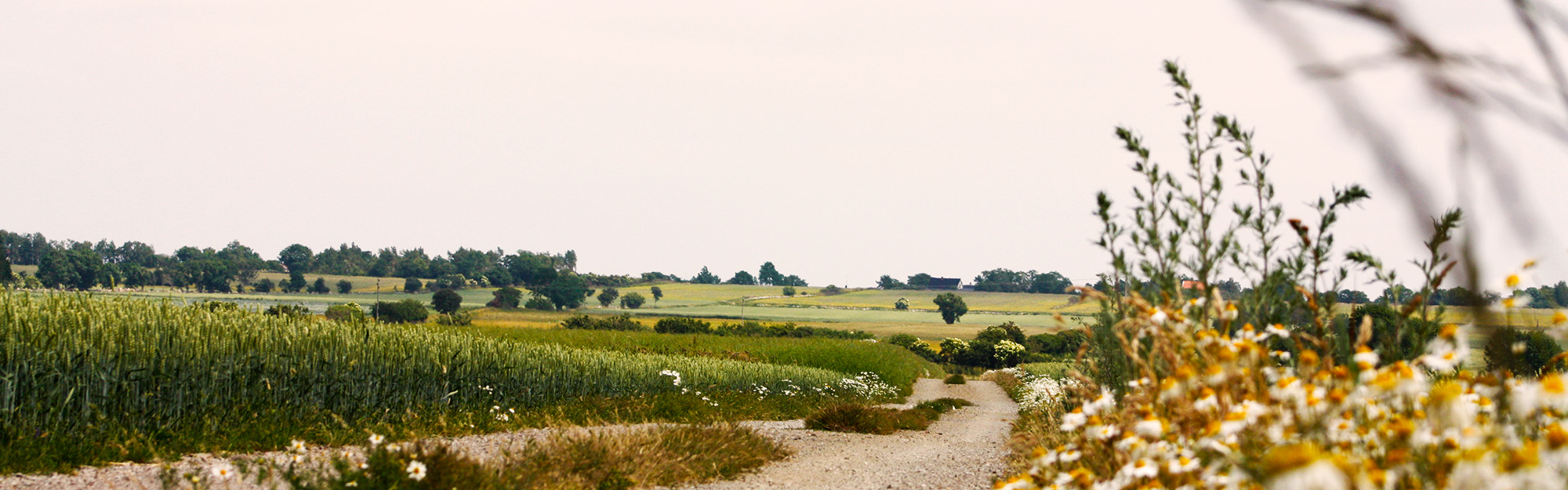 Landscape on Oland.