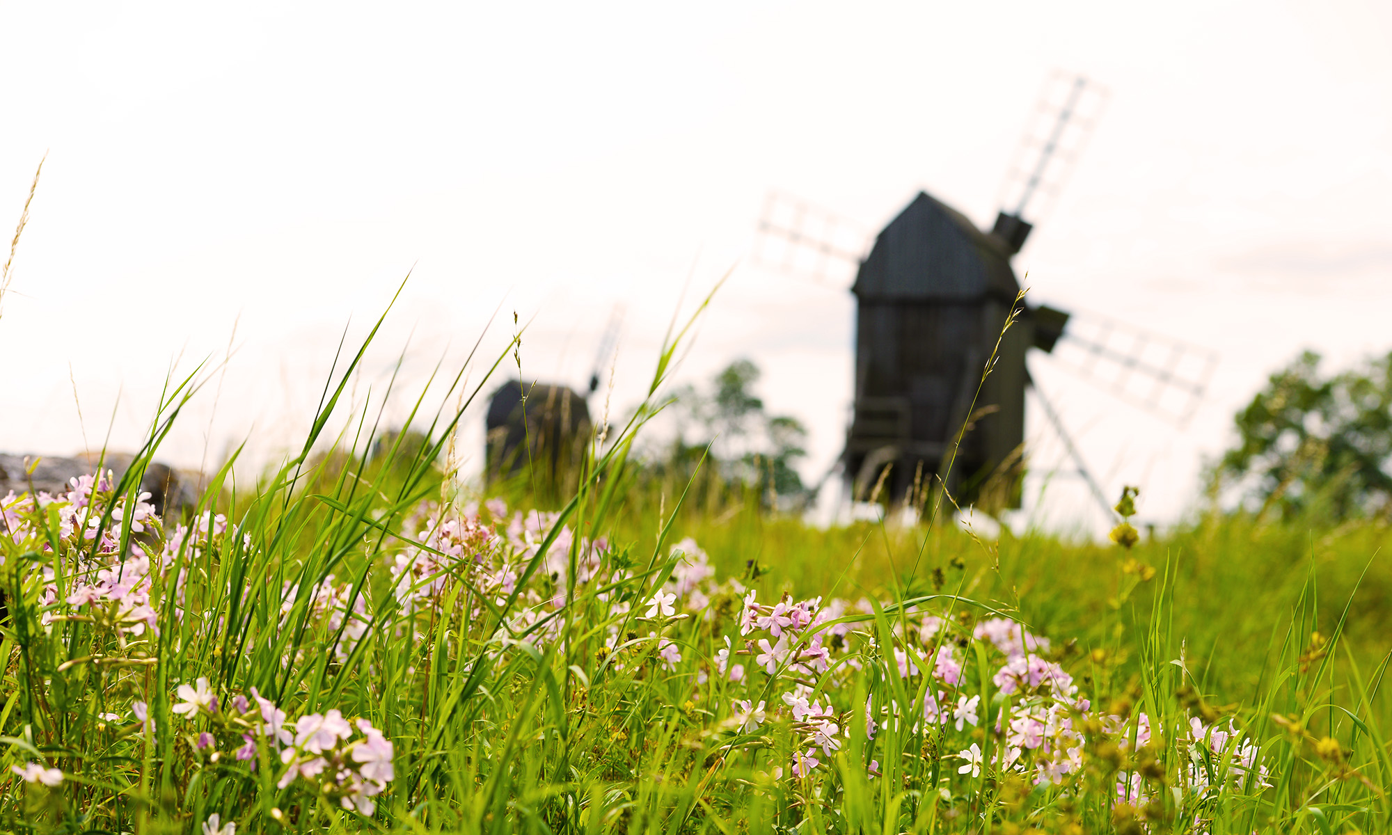 Windmills at Lerkaka.